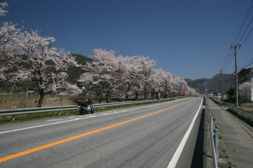 ▲R173村雲あたりの桜並木