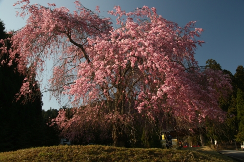 ▲常照皇寺門前の垂れ桜