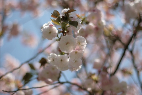▲八重桜が綺麗でした。
