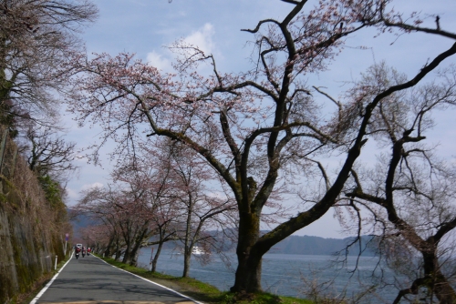▲海津大崎は五分咲きでした。