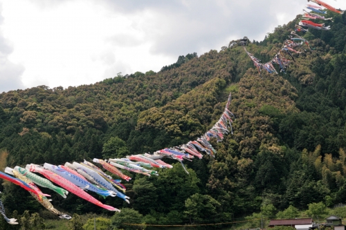 ▲沢山の鯉のぼりが泳いでました。