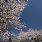 ▲大野ダムは満開でした。