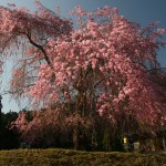 ▲常照皇寺門前の垂れ桜