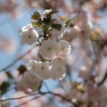 ▲八重桜が綺麗でした。