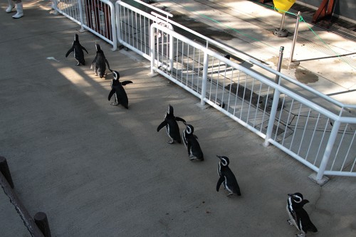 ペンギンの散歩