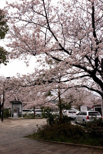 桜満開でした