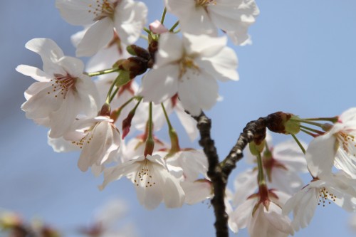 桜