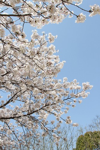 桜が綺麗でした。