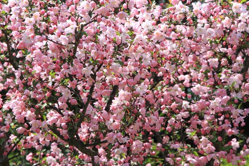 日本庭園内の桃。