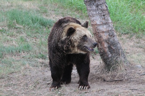 ヒグマの爪！（恐怖）